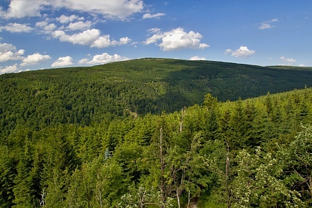 Paličník