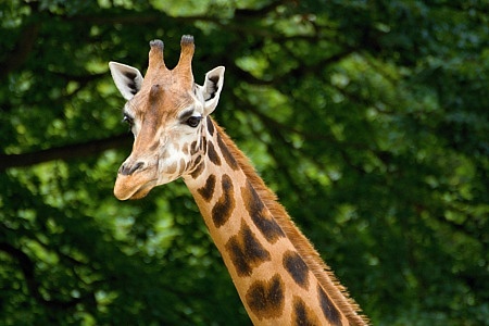 ZOO Liberec