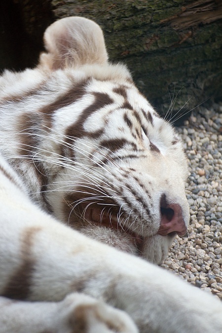 ZOO Liberec