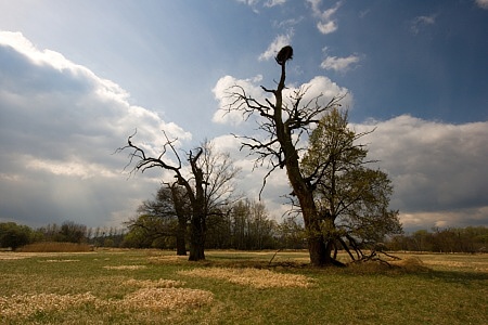 soliterní duby Pohansko