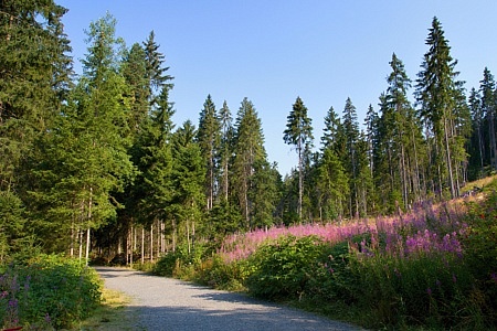 Antýgl