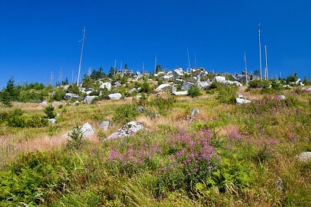 Třístoličník