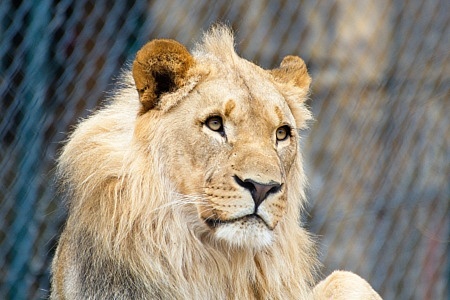 ZOO Lešná