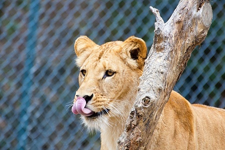 ZOO Lešná