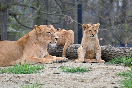 ZOO Brno