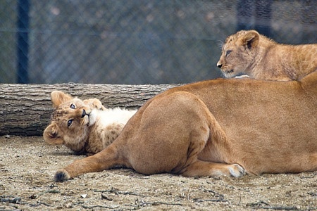 ZOO Brno