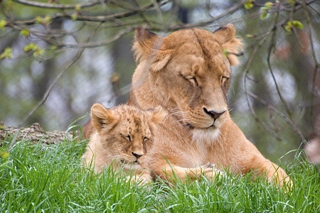 ZOO Brno