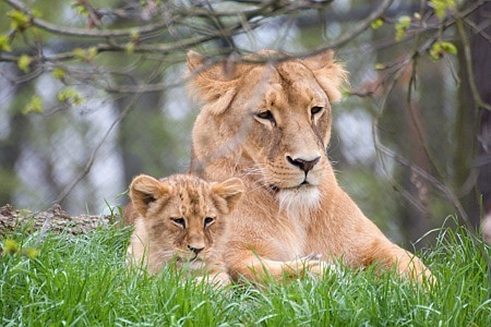 ZOO Brno