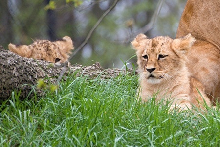 ZOO Brno
