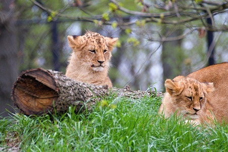ZOO Brno