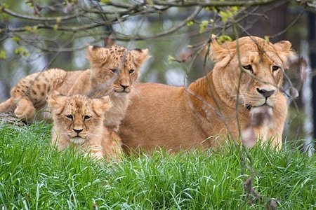 ZOO Brno