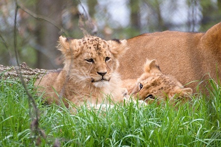 ZOO Brno