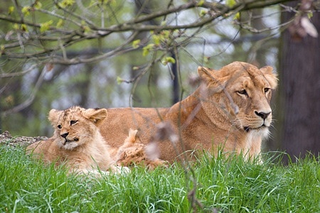 ZOO Brno