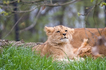 ZOO Brno