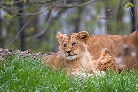 ZOO Brno