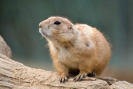 ZOO Brno