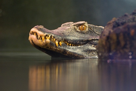 ZOO Brno