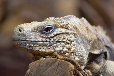 ZOO Brno