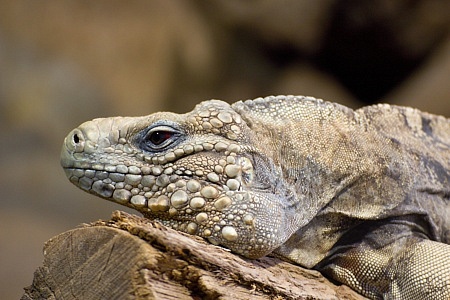 ZOO Brno