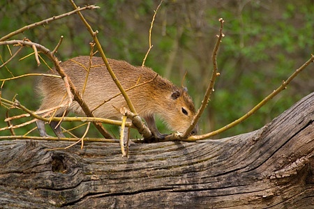 ZOO Brno