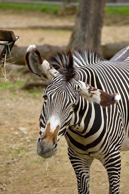 ZOO Brno