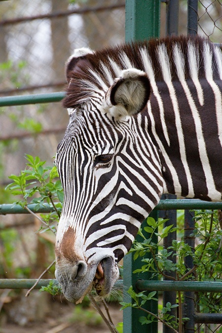 ZOO Brno
