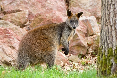 ZOO Brno