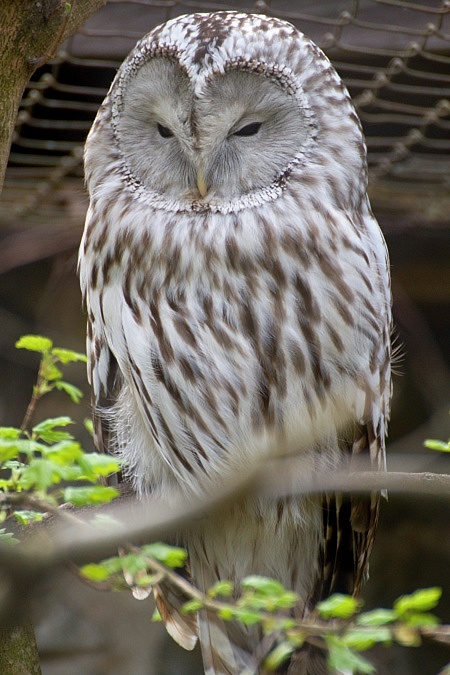 ZOO Brno