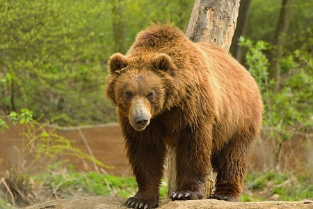 ZOO Brno