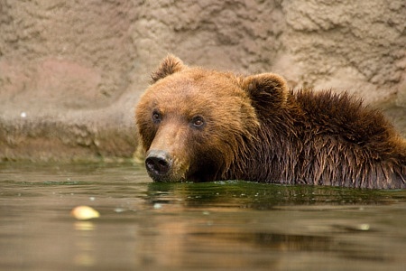 ZOO Brno