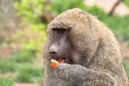 ZOO Brno