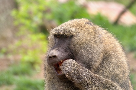 ZOO Brno