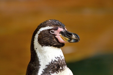 ZOO Lešná