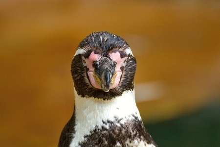 ZOO Lešná