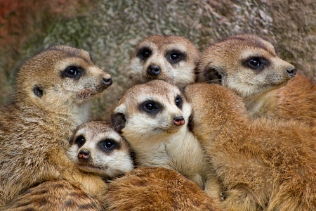 ZOO Lešná