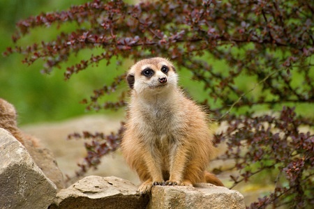 ZOO Lešná