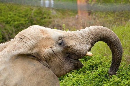 ZOO Lešná