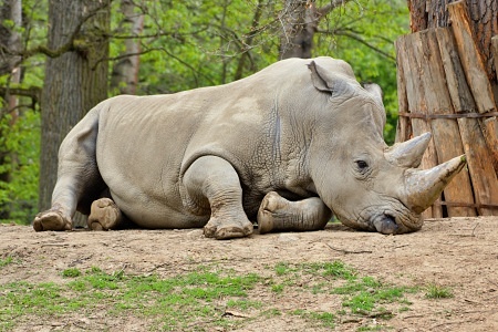 ZOO Lešná