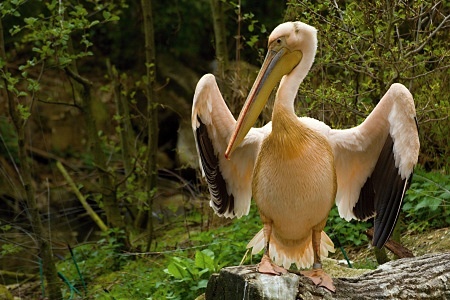 ZOO Lešná