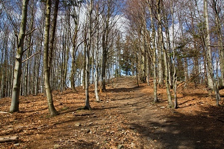 Kelčský Javorník