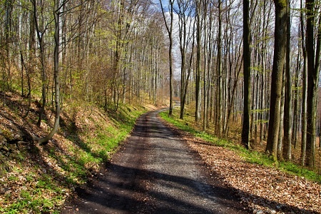 Kelčský Javorník