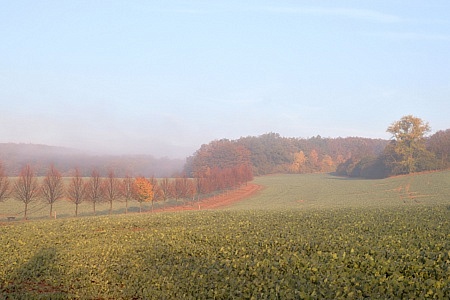 Zlobice